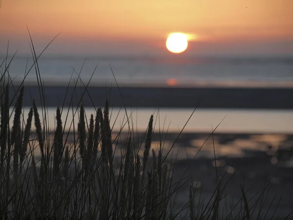 Piękny Widok Fal Morskich Roślin Plaży Piękny Zachód Słońca Tło — Zdjęcie stockowe