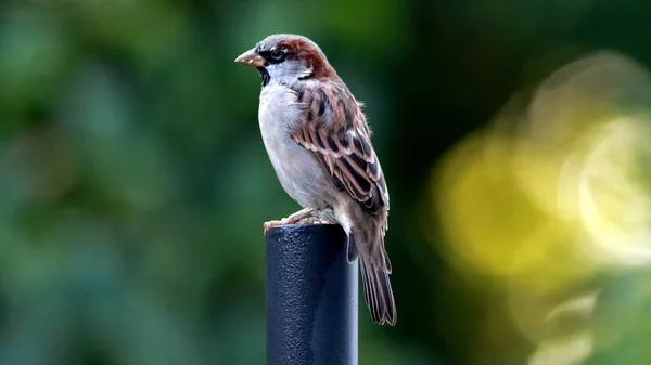 Sparrow Bird Green Background — Stock Photo, Image