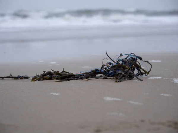 德国锡尔特岛沙质海岸上的海草特写 — 图库照片