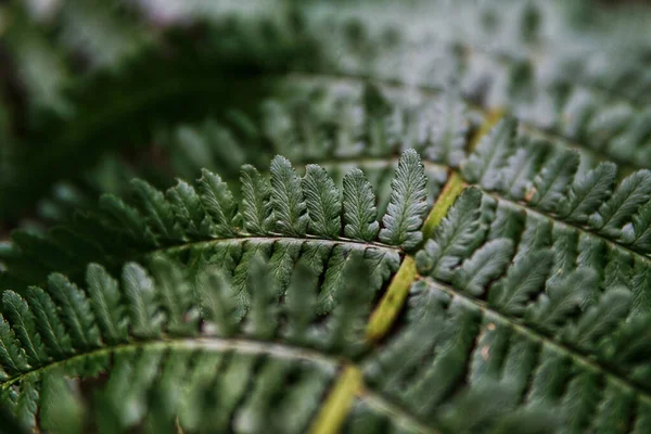 绿蕨质质感的特写选择 — 图库照片