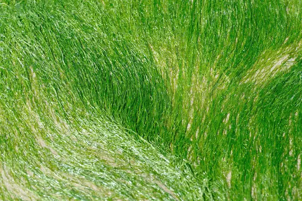 Zielone Wodorosty Trawiaste Wodorosty Wybrzeżu Oregonu — Zdjęcie stockowe