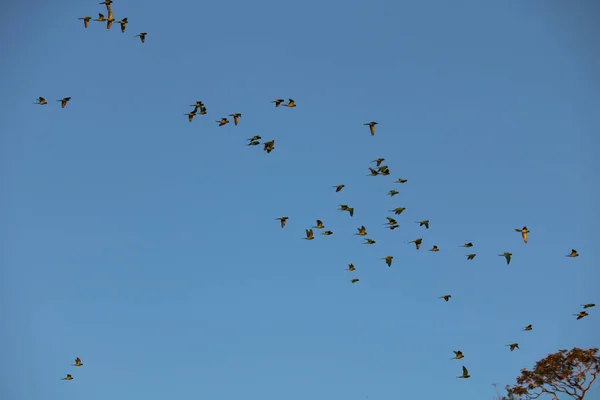 Μια Ομάδα Πουλιών Που Πετούν Στον Γαλάζιο Ουρανό — Φωτογραφία Αρχείου