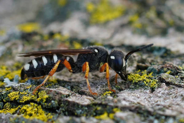 Gros Plan Une Espèce Guêpe Charançon Colorée Gard Cerceris Tenuivittata — Photo