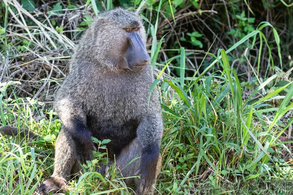 Male Baboon Uganda Sits Relaxed Grass Observes His Surroundings Attentively — Stok Foto