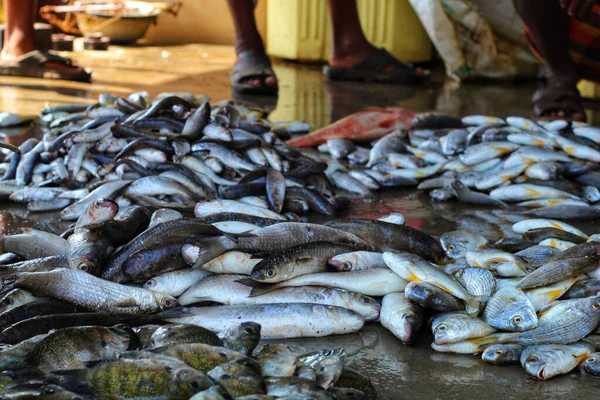 Piyasadaki Coho Balıklarının Yakın Plan Çekimi — Stok fotoğraf