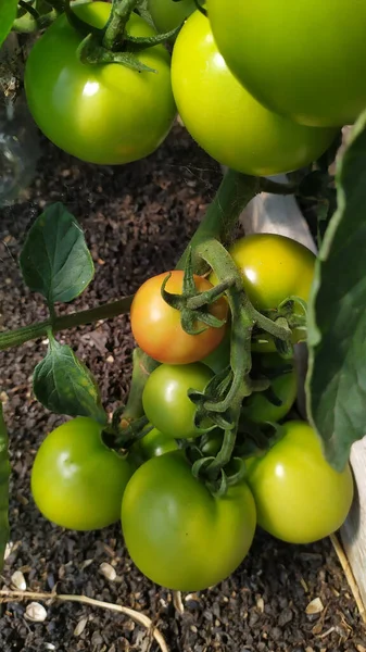 Primer Plano Tallo Grueso Con Tomates Verdes Frescos Sobre Suelo — Foto de Stock