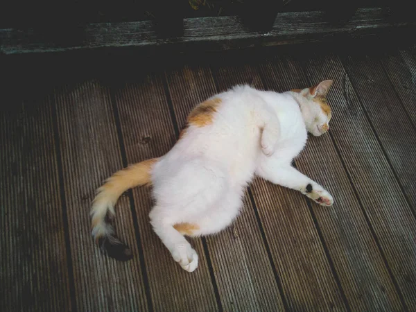 Tiro Superior Preguiçoso Gordinho Bonito Lindo Gato Deitado Dormindo Chão — Fotografia de Stock