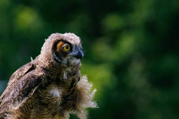 暗い緑の背景にかわいい赤ちゃんのフクロウのクローズアップショット — ストック写真