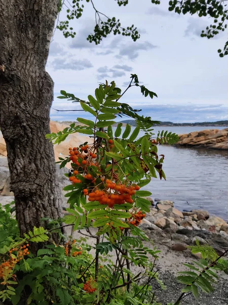 Primer Plano Vertical Del Arbusto Sorbus Sibirica Con Árbol Río — Foto de Stock