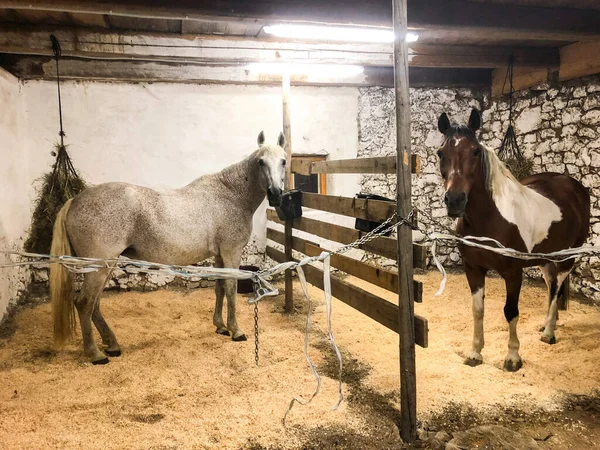 Bonitos Cavalos Brancos Castanhos Estábulo — Fotografia de Stock