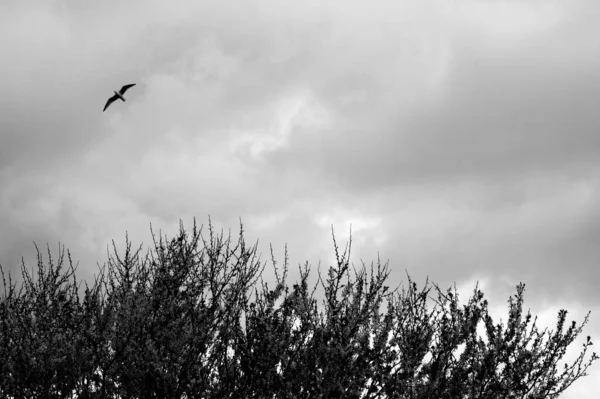Eine Monochrome Aufnahme Einer Baumkrone Und Eines Vogels Der Vor — Stockfoto