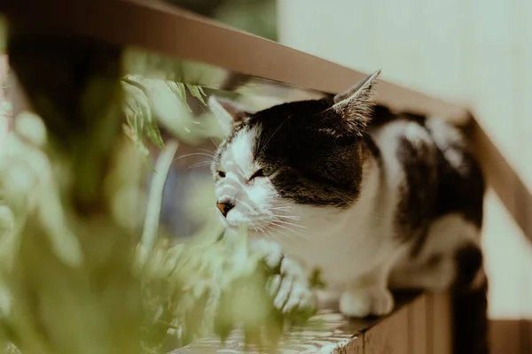 Svart Och Vit Katt Sitter Vägg Nära Tracheophyta Anläggningen — Stockfoto