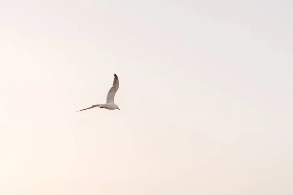 Gün Batımında Cennette Uçan Bir Martı — Stok fotoğraf