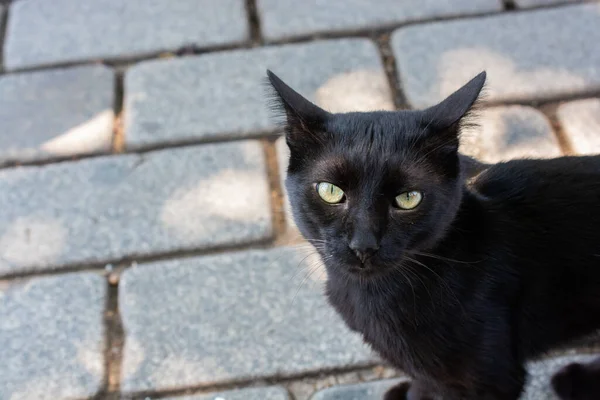 Horní Pohled Černou Kočku Stojící Zemi Dívající Kamery — Stock fotografie