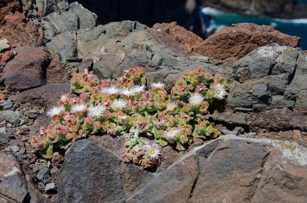 Ένα Κοντινό Πλάνο Του Mesembryanthemum Μια Βραχώδη Επιφάνεια — Φωτογραφία Αρχείου