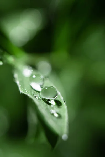 Eine Vertikale Nahaufnahme Von Wassertropfen Auf Einer Grünen Blattoberfläche — Stockfoto
