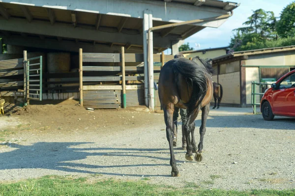 Cavalo Num Estábulo Num Rancho — Fotografia de Stock