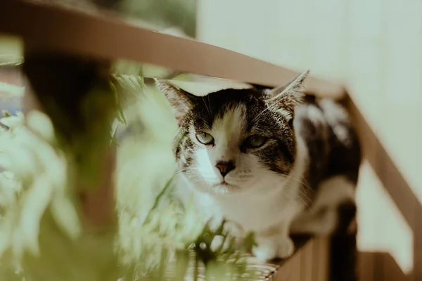 Gato Blanco Negro Sentado Una Pared Cerca Planta Tracheophyta —  Fotos de Stock