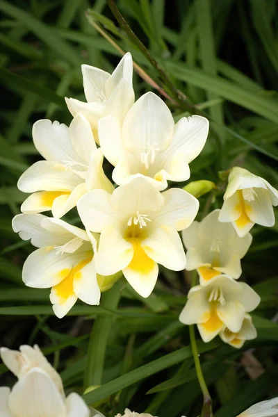 Вид Белые Цветы Дюны Камметье Freesia Leibellinii — стоковое фото