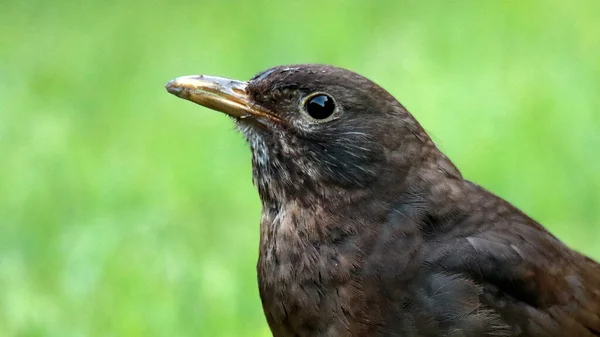 Une Mise Point Peu Profonde Oiseau Mignon Sur Fond Vert — Photo