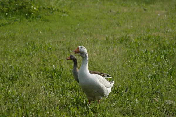 Vit Gås Som Står Bredvid Grå Gås Ett Vackert Grönt — Stockfoto