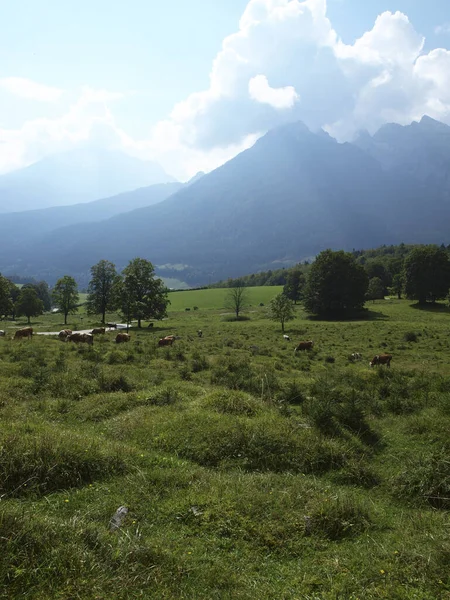 Een Verticaal Schot Van Koeien Grazen Een Veld Berchtesgaden National — Stockfoto