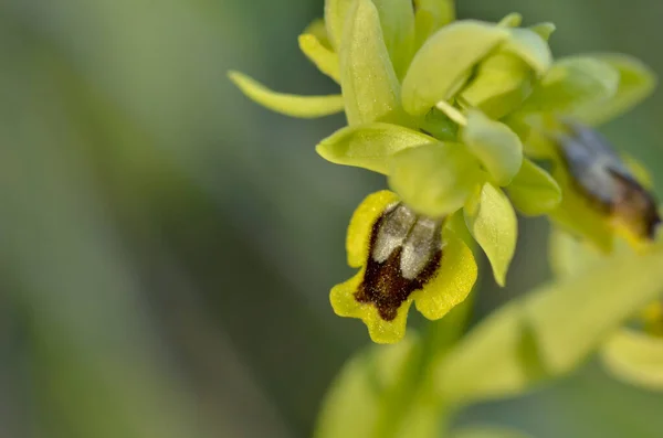 Plan Macro Une Belle Orchidée Abeille Jaune Plein Air — Photo