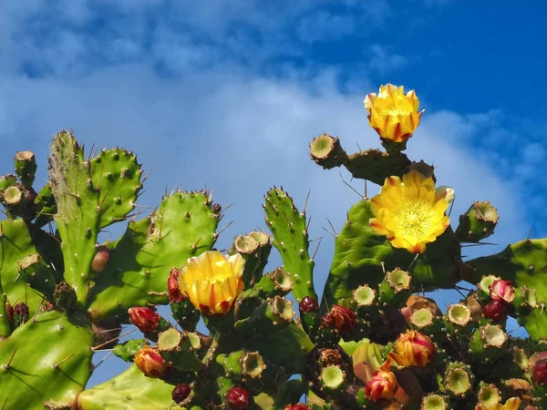 Primer Plano Flores Nopal Espinoso Con Higos Naturaleza Salvaje — Foto de Stock