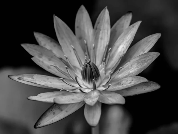 素敵な花のグレースケール — ストック写真