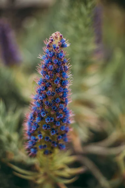 Vertikální Záběr Krásné Fialové Pýchy Madeiry Květiny Poli — Stock fotografie