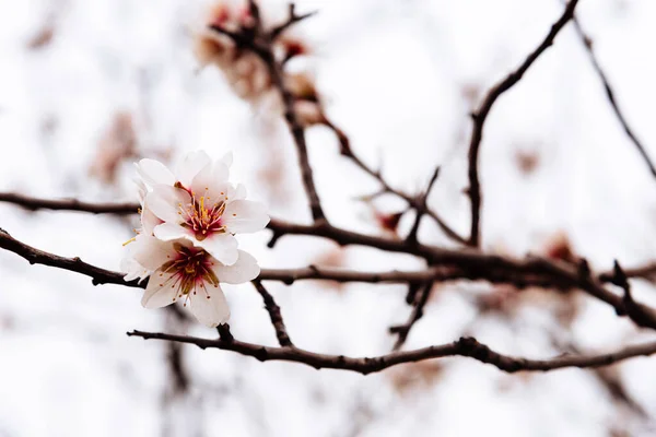 Gros Plan Une Branche Florale Cerisier — Photo