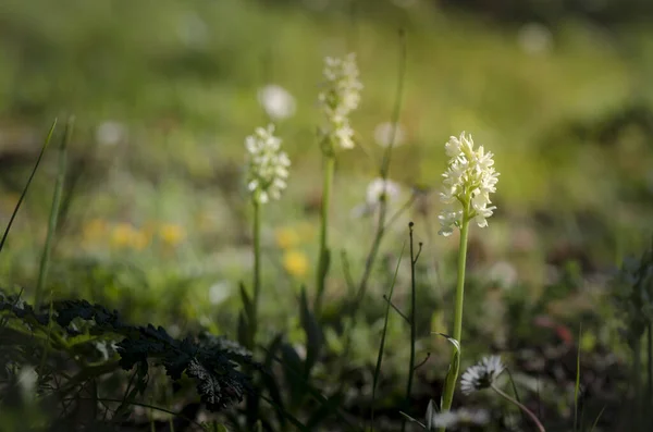 野生の地中海蘭を咲かせる草原 — ストック写真