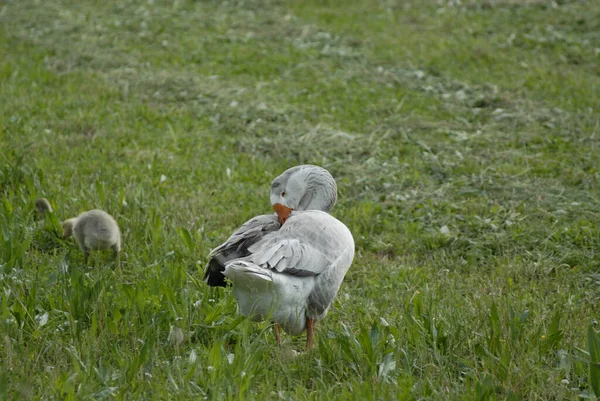 Eine Süße Kleine Gans Kratzt Sich Mit Ihrem Schnabel Rücken — Stockfoto