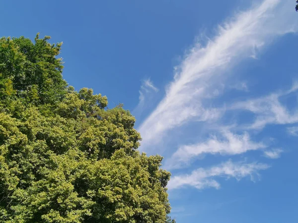 Ett Grönt Träd Mot Den Blå Himlen Med Cirrusmoln — Stockfoto