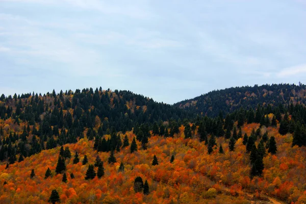 Красивый Красочный Горный Лес Густыми Деревьями Облачным Небом — стоковое фото
