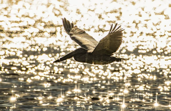 Pták Letící Nad Mořem Během Slunečního Svitu — Stock fotografie