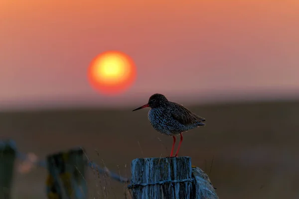 Plan Rapproché Petit Oiseau Assis Sur Clôture Coucher Soleil — Photo