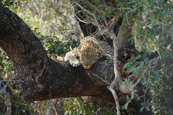 阳光明媚的一天 一只猎豹躺在森林的树干上 美丽的景象 — 图库照片