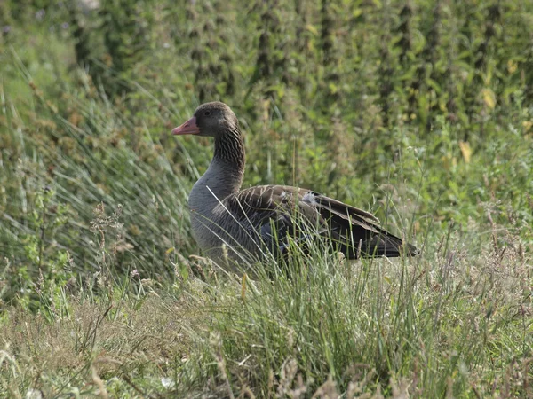 Närbild Mallard Duck Det Gröna Fältet — Stockfoto