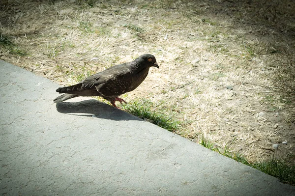 Yerdeki Vahşi Siyah Güvercini Yakından Çek — Stok fotoğraf