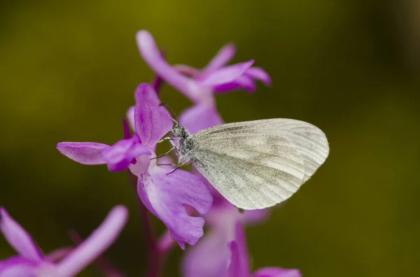 兰格兰花上一只白色的木制蝴蝶的特写镜头 — 图库照片