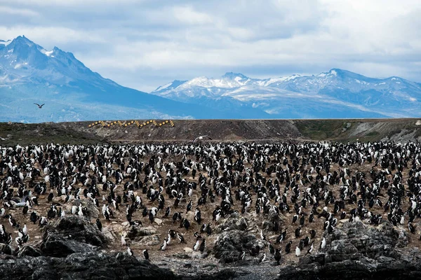 Los Cormoranes Aves Marinas Ushuaia Argentina Tierra Fuego — Foto de Stock