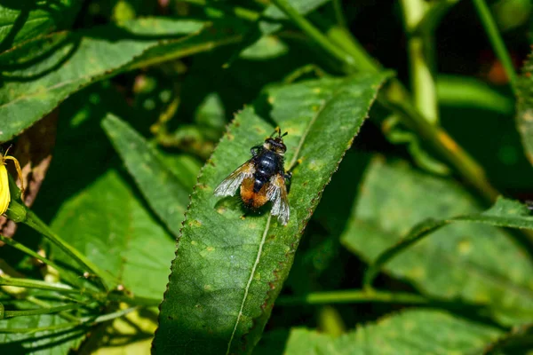 Primer Plano Mosca Del Mediodía Una Hoja Larga Día Soleado — Foto de Stock