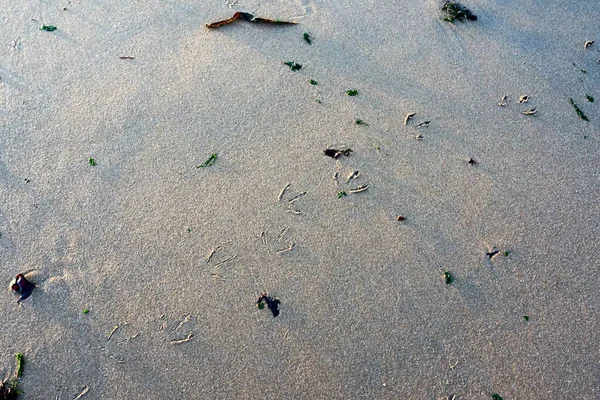 Close Areia Praia Com Pegadas Gaivota Sujeira — Fotografia de Stock