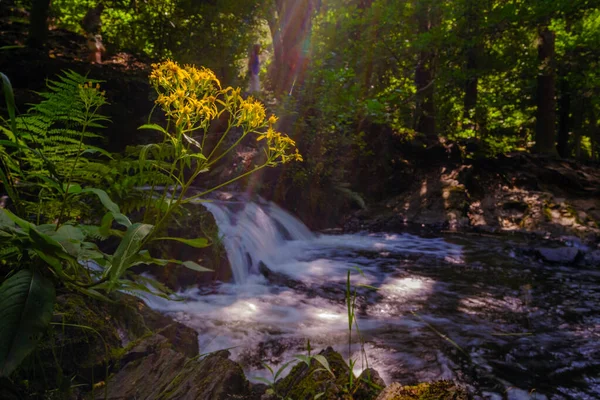 Belo Waster Fluindo Uma Floresta Ensolarada Brilhante — Fotografia de Stock