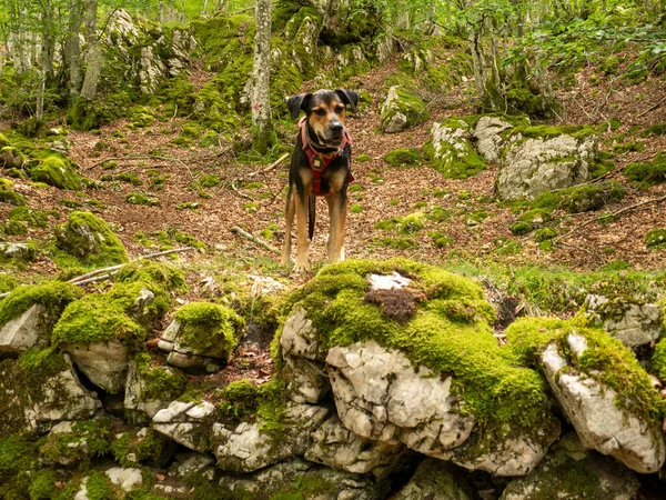 Närbild Hund Som Tar Promenad Skogen — Stockfoto