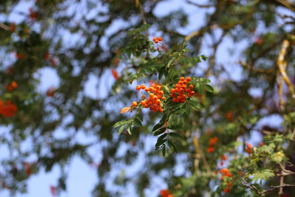 Tiro Seletivo Foco Bagas Vermelhas Rowan Nos Ramos Árvore Rowan — Fotografia de Stock