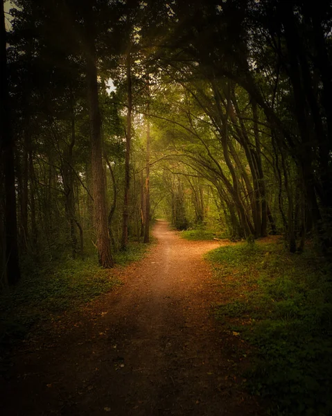 Colpo Verticale Uno Stretto Sentiero Nella Foresta Oscura — Foto Stock