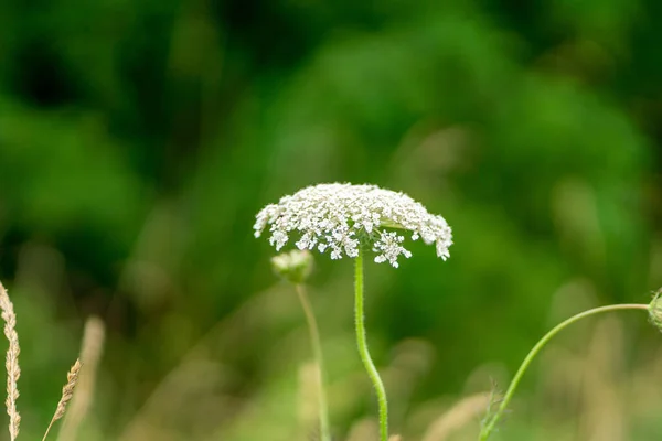 Închidere Florilor Ajwain Înflorind Pajiște Sub Lumina Soarelui Fundal Neclar — Fotografie, imagine de stoc