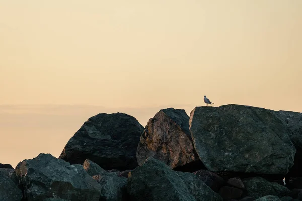 Eine Möwe Thront Auf Großen Strandfelsen — Stockfoto